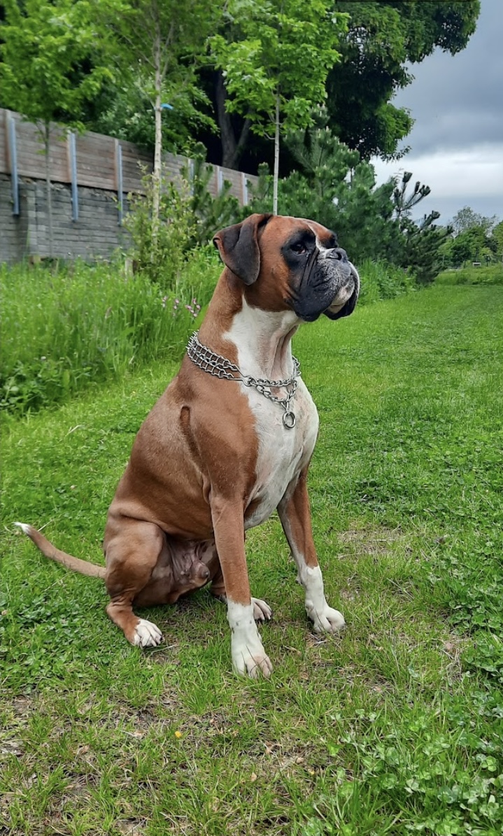 Boxer dog portrait, original photo